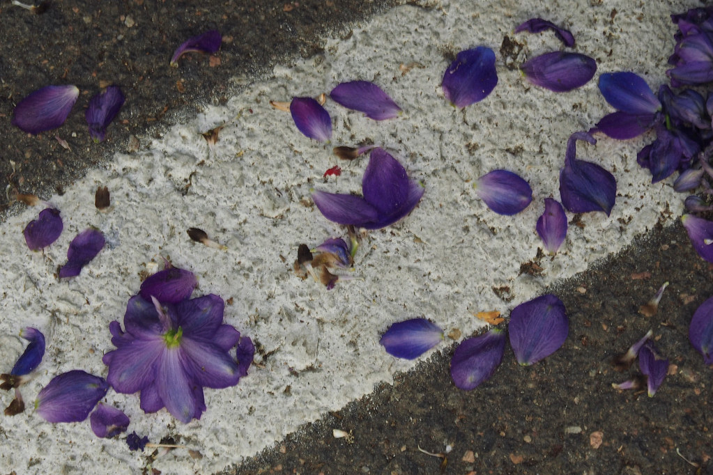 Petals on Sidewalk