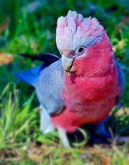 Little beauty - Galah Cockatoo