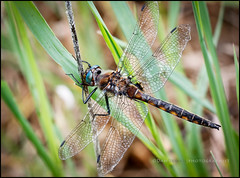 Dragonflies 2015
