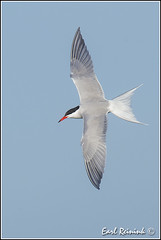 Tern (Common)