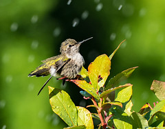 Hummingbird Shower