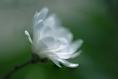 Magnolia 玉蘭