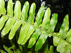 Lomariopsidaceae