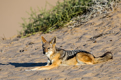 Wildlife in Namibia