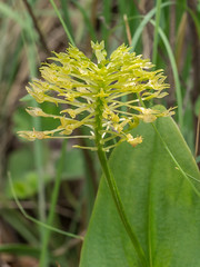 Malaxis orchid species