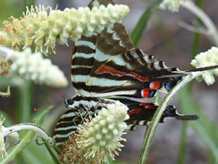 Zebra Swallowtail (Protographium marcellus)