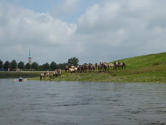 2016 Kayaking on the river Maas