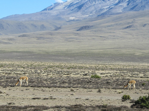 Retour du Cañon de Colca vers Arequipa: des vigognes
