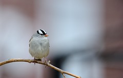 Bruan à couronne blanche / White Crowned Sparrow