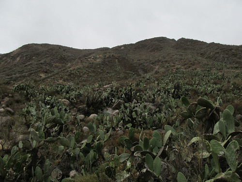 Trek du Cañon de Colca: champ de cactus