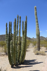 Miscellaneous of Organ Pipe Cactus NM, AZ