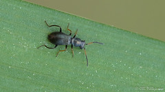 Coleoptera: Malachiidae of Finland