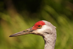 Reifel Bird Sanctuary 2015