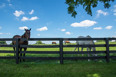 My favorite Kentucky horse scenes
