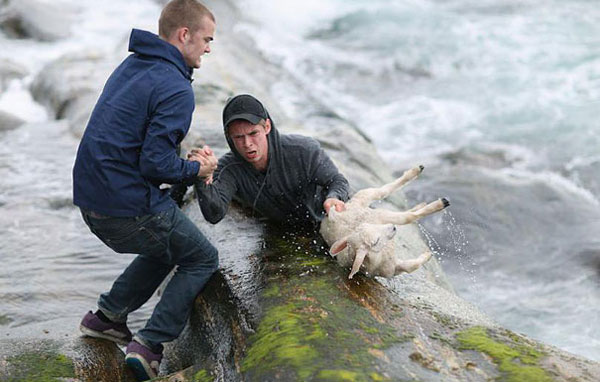 Two men saved a drowning lamb