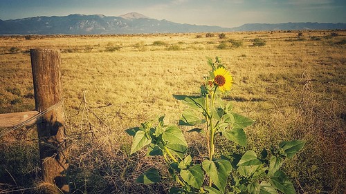 august 2016 samsung galaxy s6 project 365 project365 co colorado eastern plains fence barbed wire sun flower mountains mountain pikespeak snapseed tumbleweed
