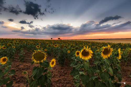 quintanilladelamata burgos landscape sunset flower girasol flor sunflower puestadesol castillaleón