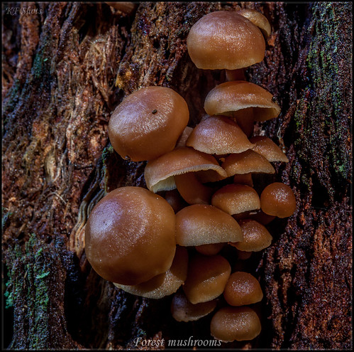 mushroom flickr autumncolours mtwilson