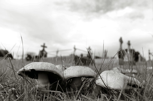 bw cemetery grass mushrooms nikon headstones australia victoria graves fungi vic gippsland warragul d5100 nikond5100 phunnyfotos warragulcemetery
