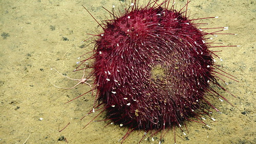 Sea Urchin underbelly