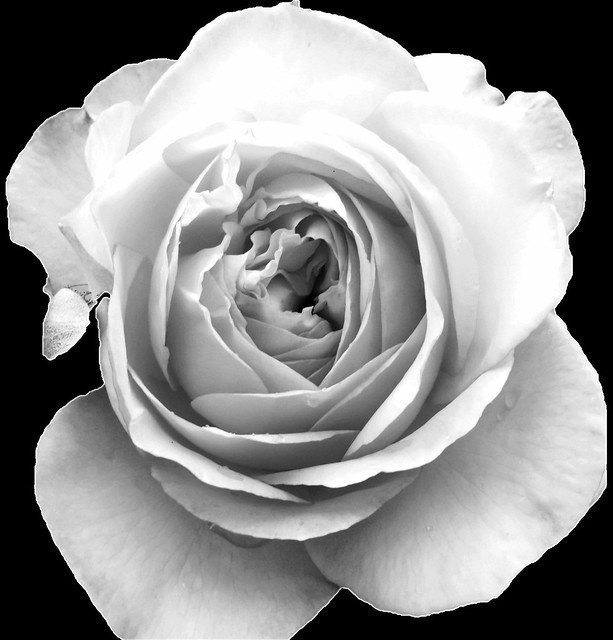 The White Rose is a Prize Winning Rose - A White Rose Bed and Breakfast