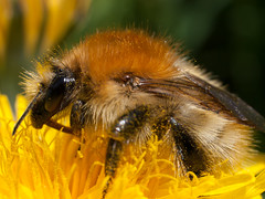 Common Carder Bee - Photo of Pontmain