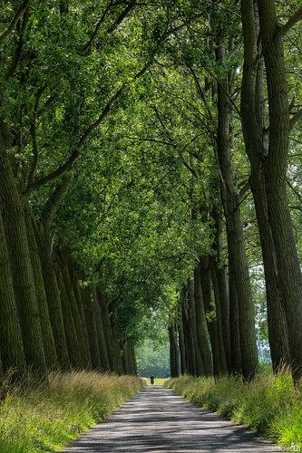 road trees summer holland green grass bomen groen cyclist shadows nederland thenetherlands explore zomer gras weg middelharnis zuidholland goereeoverflakkee fietser schaduwen bracom bramvanbroekhoven