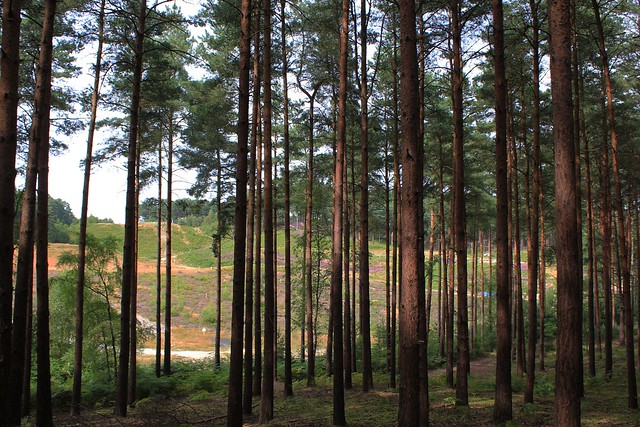 Popular Slope for Movies, Bourne Wood