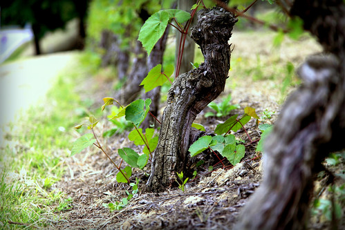 italy max vineyard italia piemonte vite 2012 langhe cavour vigna grinzane maranza maranzamax