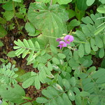 Life Saving Medicinal Plants from Pankaj Oudhia's Medicinal Plant Database-8266