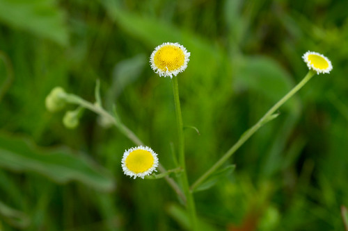 white flower yellow asteraceae