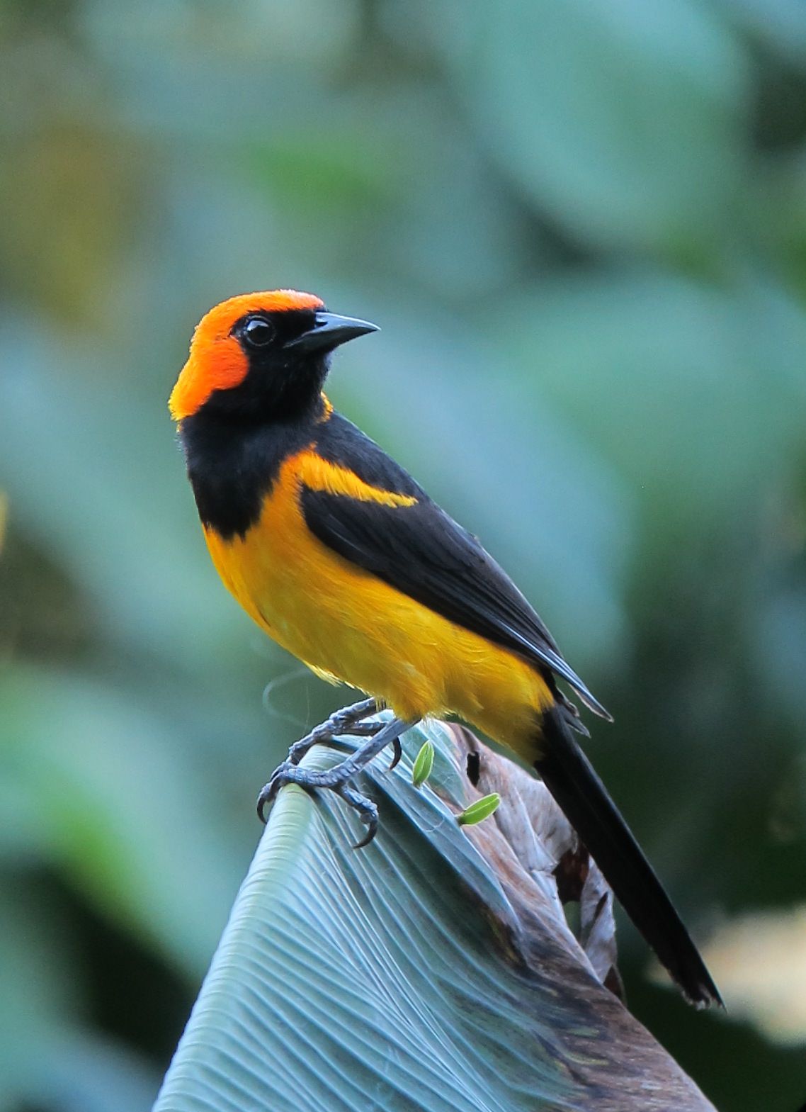 Маленькая оранжевая птичка фото. Icterus melanю. Птица иктерус. Оранжевая птица. Оранжево черная птица.
