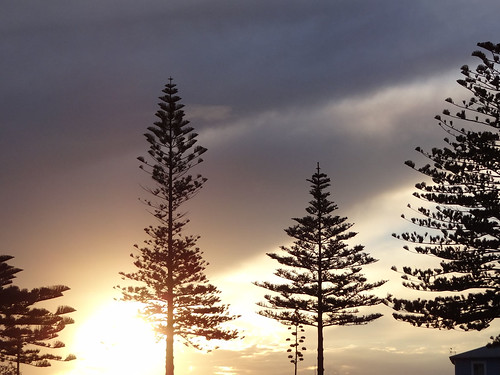 trees sunset newzealand pine silhouettes nz napier sonycybershot hawkesbay marineparade homelandsea dschx100v