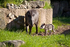 Tapir mom and offspring