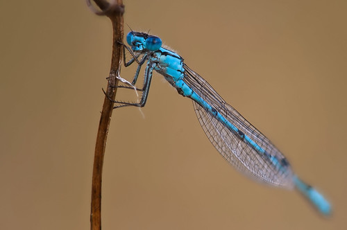 insekten libellen makro natur tiere wildtiere nikon macro closeup insect nikkormicro200mm manuallense ニコン 虫 トンボ damselfly odonata stack
