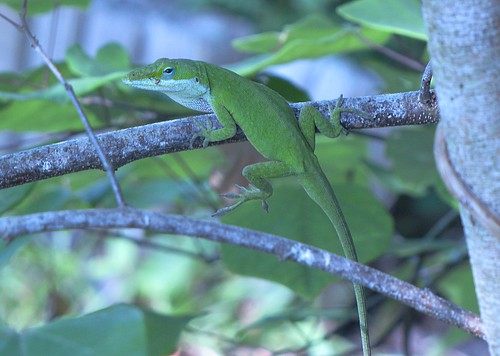 nature reptile wildlife southcarolina lizard anole hemingway greenanole anoliscarolinensis