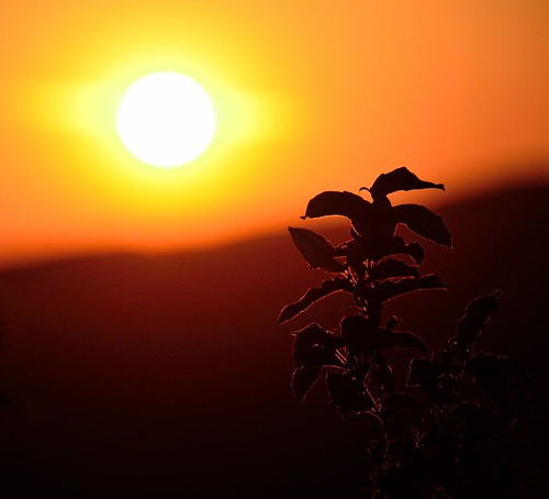 sunset sun plant evening nikon slow gatineaupark sakta d7000 fotosondag fs120520