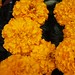 Marigold discovery Orange 