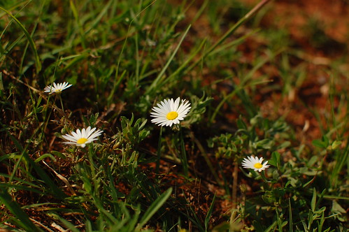 flowers white daisy 30dayphotochallenge
