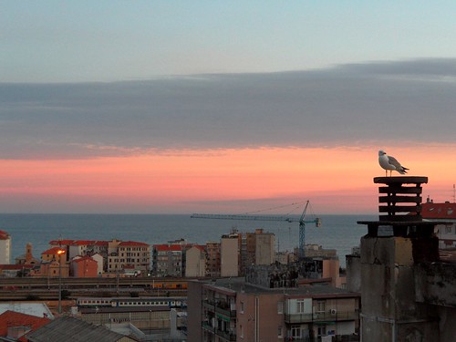 chimney italy twilight italia cityscape comignolo seagull liguria pot gabbiano crepuscolo savona imbrunire