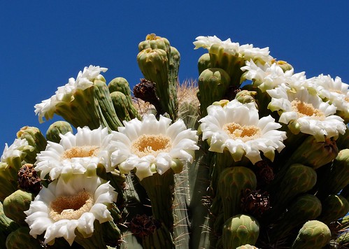 arizona usa flower cacti desert organpipenationalmonument