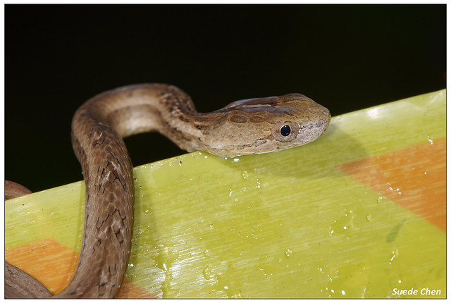 茶斑蛇 Psammodynastes pulverulentus Boie, 1827