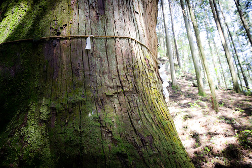 tree japan shrine 木 tochigi 杉 cryptomeria gianttree kanuma 栃木 巨木 鹿沼 修験道 shugendou kasosan