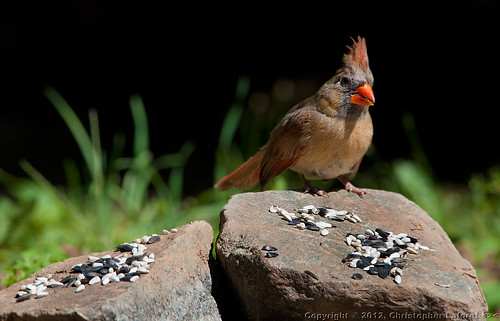 red bird fauna wildlife femalecardinal nikond700 sigmabigos