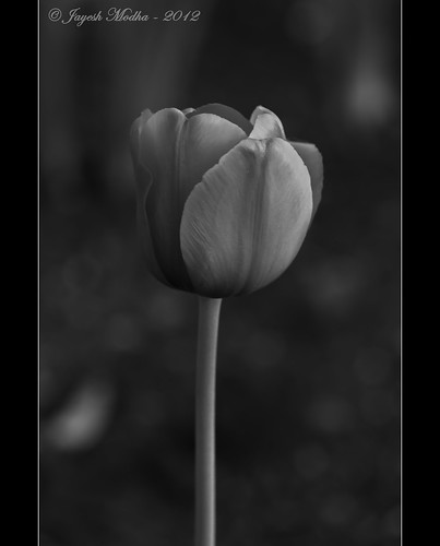 tulips tulip 70300mmf4556gvr nikon70300mmvrlens jayeshmodha jayeshmodhanikond90 tuliponblackandwhite tuliponbw spokanevalleymalltulipphotos