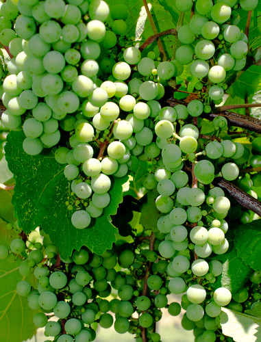 oklahoma vineyard wine grapes stonebluffcellars