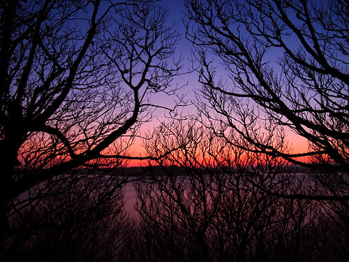 sunset sea tree alberi tramonto mare shadows branches ombre nightmare rami incubo