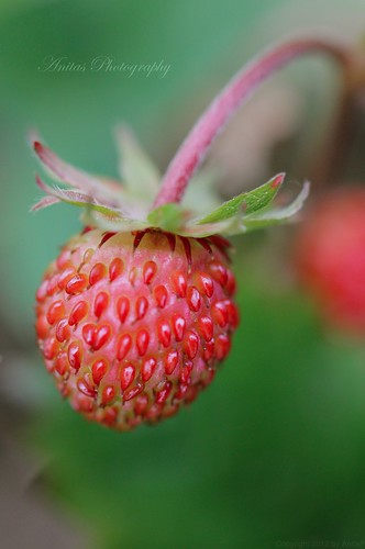 red wild summer plant macro green norway forest canon strawberry berry woods berries sweet ngc strawberries explore delicious npc wildstrawberry mellow ripe markjordbær macro100mm woodlandstrawberry canoneos60d