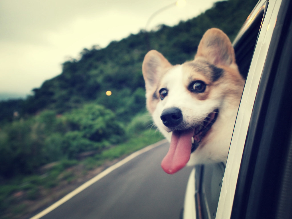 viajar con perros en el coche