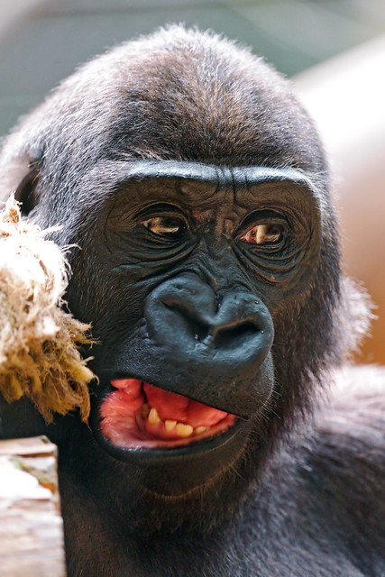 Young gorilla with funny mouth | Flickr - Photo Sharing!